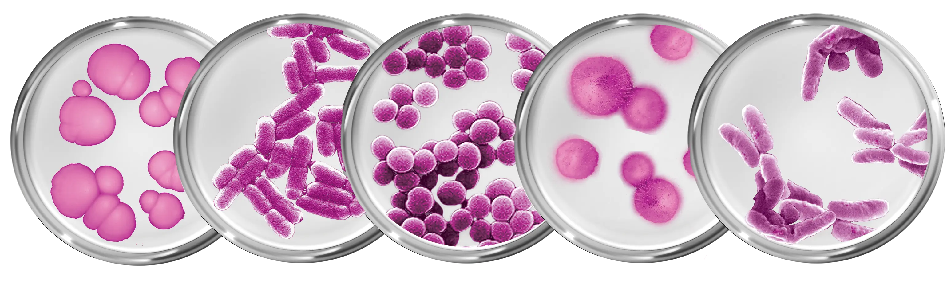 Petri dishes